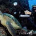 turtle_sea_green_kimalek109_h_0037_sul1379.jpg